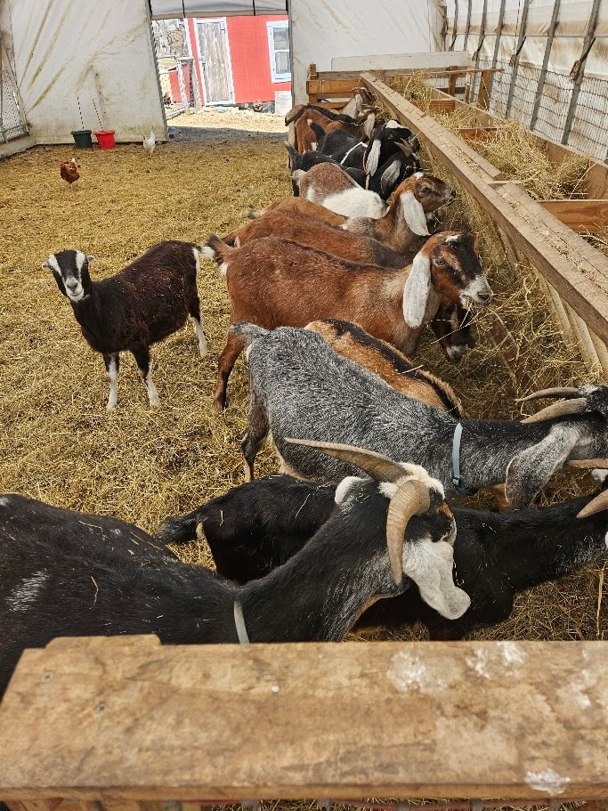 Goats at the barn