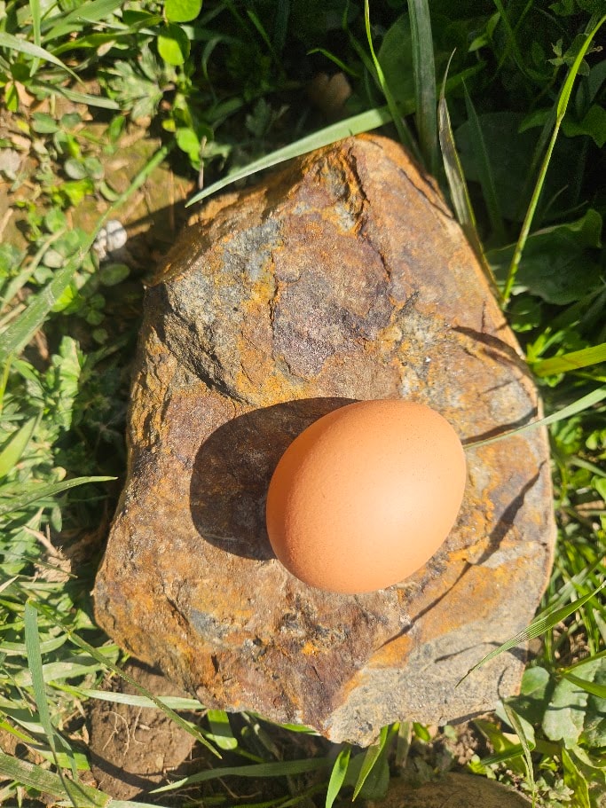 Colorful farm fresh eggs